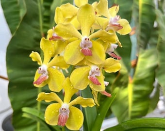 Orange-Yellow Vanda Orchid Hybrid (Vanda tessellata × M.V. Tannins) – Exotic Thai Botanical, Easy to Grow Accent for Collectors
