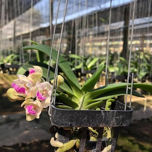 May include: A hanging black plastic basket containing a vibrant orchid plant. The orchid features cream-colored petals with pink centers, complemented by green leaves. The plant is suspended by wire hangers, showcasing its roots.