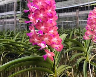 Thai Vanda Orchid: Pink Magenta Flowers, Hanging Basket, Frequent Bloomer