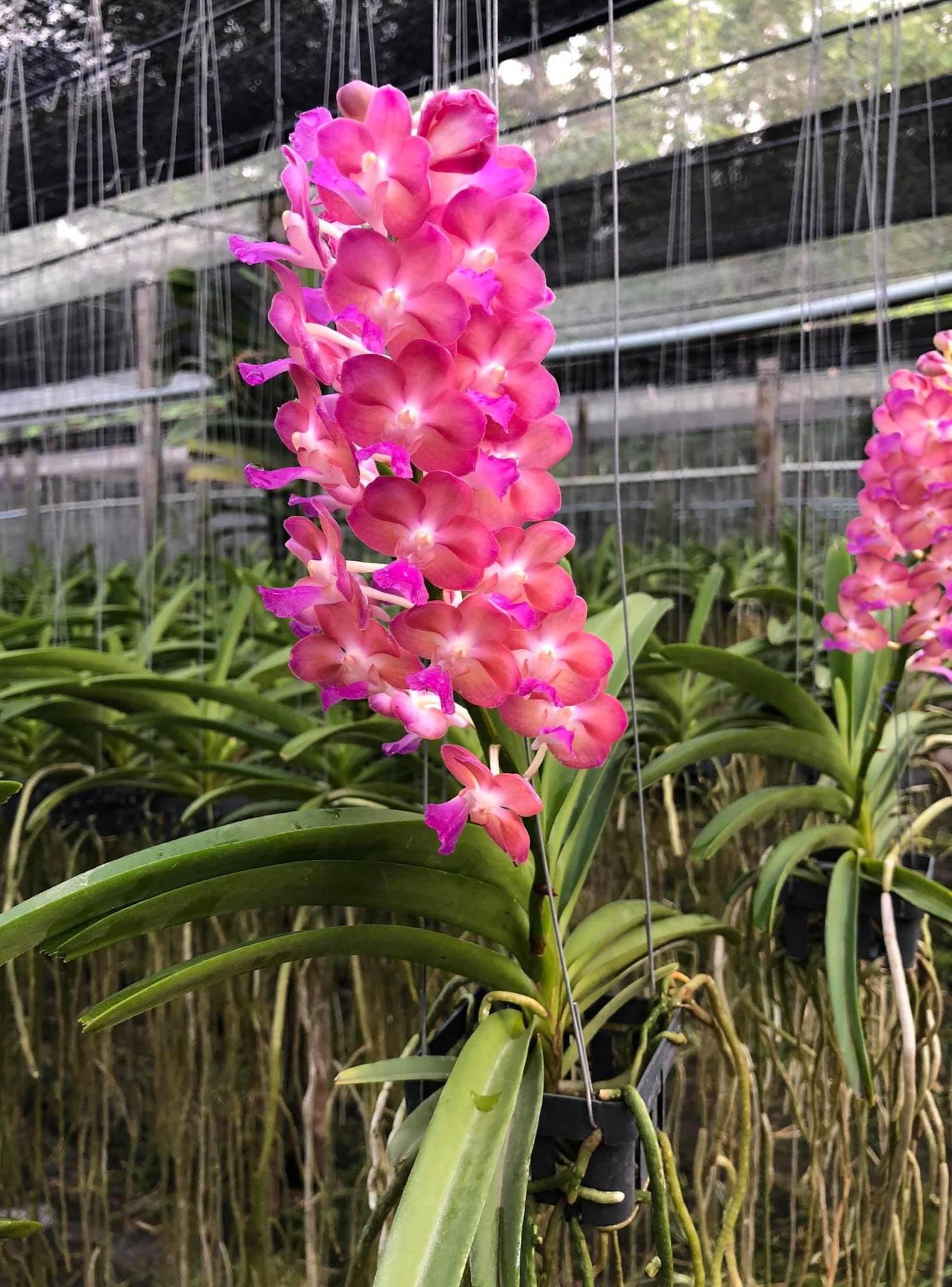 Vanda-Orchideenkorb Aus Zedernholz – 25,4 Cm Quadratisch, Mit Aufhängeösen