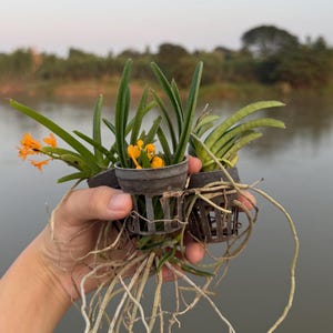 Miniatuur oranje orchideezaailing, Ascocentrum miniatum, compacte plant afbeelding 5