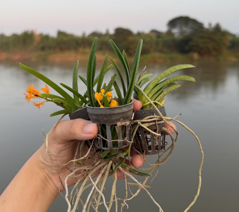 Miniatuur oranje orchideezaailing, Ascocentrum miniatum, compacte plant afbeelding 5
