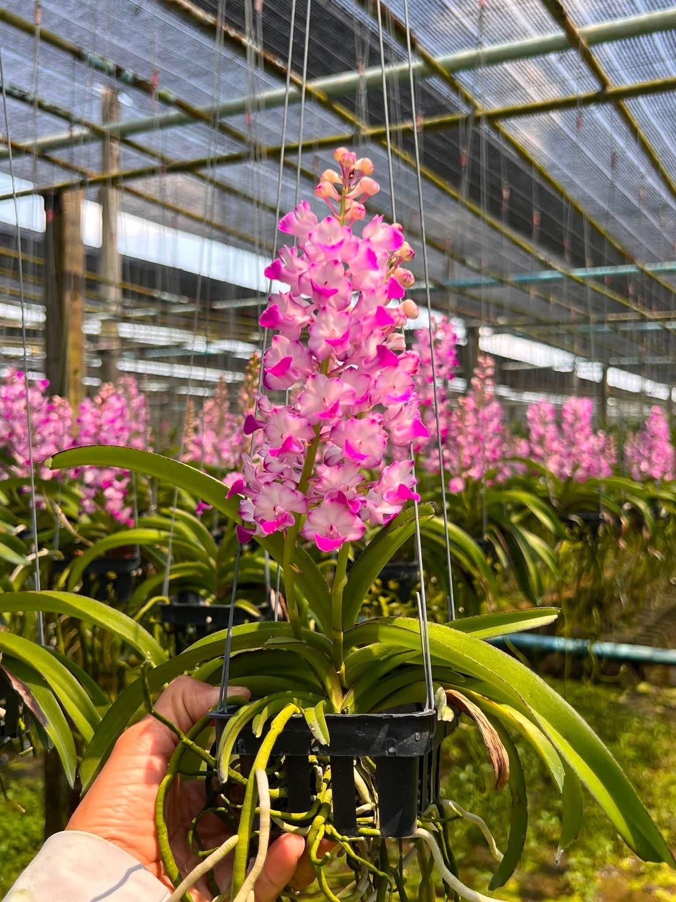 Orchid Rare Plant Rhynchostylis - Etsy