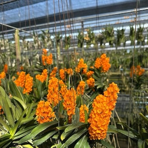 Op de afbeelding: Een kas vol levendige oranje orchidee&euml;n. De orchidee&euml;n hebben lange, groene bladeren en hangen aan het plafond. De bloemen staan in volle bloei en cre&euml;ren een kleurrijk display.