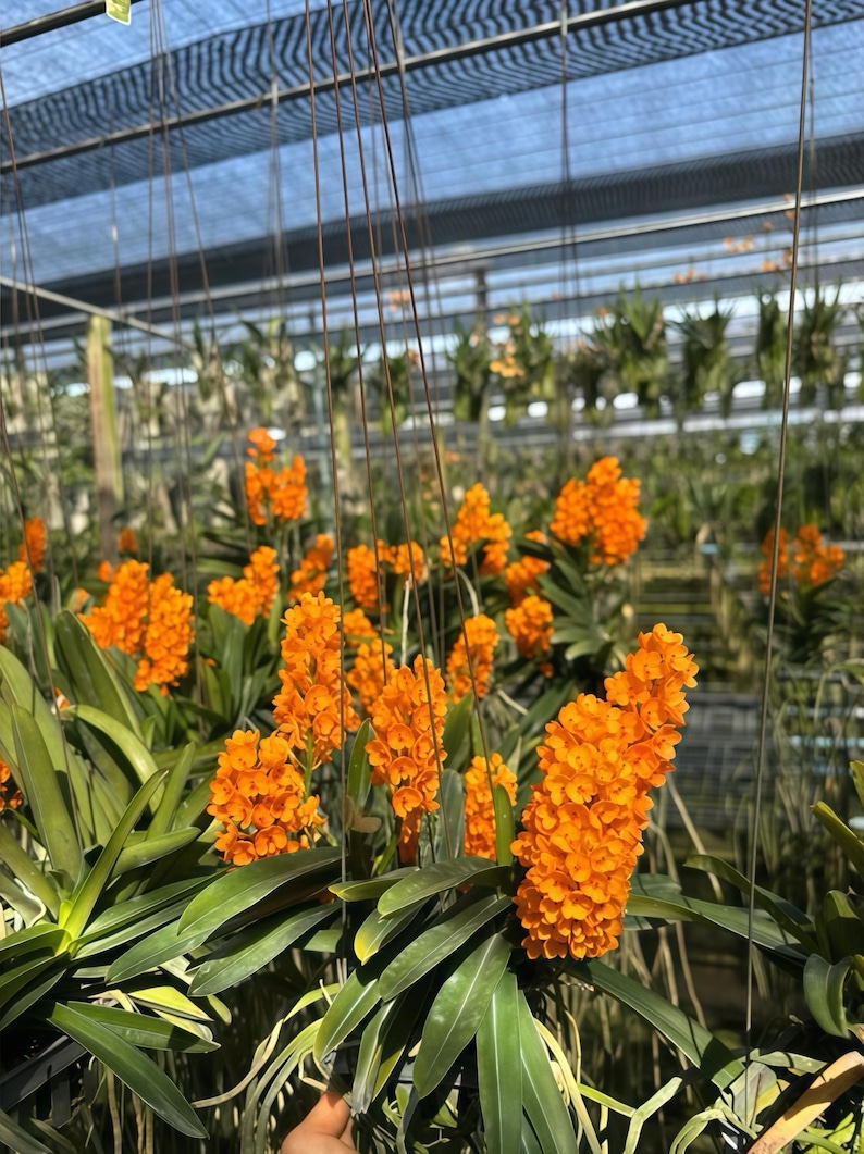 Op de afbeelding: Een kas vol levendige oranje orchidee&euml;n. De orchidee&euml;n hebben lange, groene bladeren en hangen aan het plafond. De bloemen staan in volle bloei en cre&euml;ren een kleurrijk display.