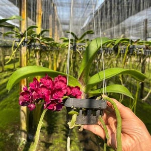 Könnte beinhalten: Eine Orchideenpflanze mit tiefroten Blüten und großen grünen Blättern. Die Pflanze hängt in einem schwarzen Plastiktopf und zeigt ihre langen, herabhängenden Wurzeln. Der Hintergrund deutet auf ein Gewächshaus hin.