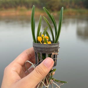 Miniatuur oranje orchideezaailing, Ascocentrum miniatum, compacte plant afbeelding 6