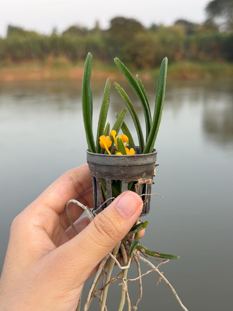 Miniatuur oranje orchideezaailing, Ascocentrum miniatum, compacte plant afbeelding 6