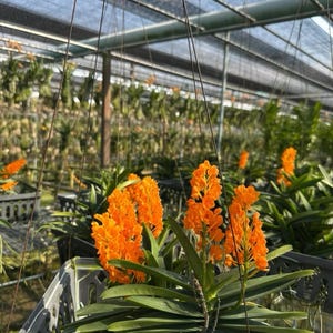 Op de afbeelding: Fel oranje orchidee&euml;n bloemen in volle bloei, met lange groene bladeren, worden getoond in een kas. De bloemen zijn gegroepeerd, waardoor een levendige kleurenweergave ontstaat. De orchidee&euml;n staan in zwarte plastic hangmanden.
