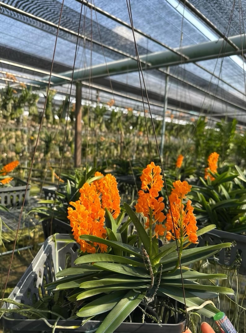 Op de afbeelding: Fel oranje orchidee&euml;n bloemen in volle bloei, met lange groene bladeren, worden getoond in een kas. De bloemen zijn gegroepeerd, waardoor een levendige kleurenweergave ontstaat. De orchidee&euml;n staan in zwarte plastic hangmanden.