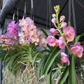 Hybrid Mini Fragrant Vanda orchid \u2013 (Merrillii \u00d7 Tessellata) \u00d7 Pine River Hybrid, Pastel Color Orchid, Easy Grow Tropical Plant product logo