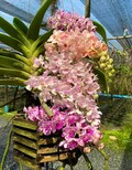 Rhynchostylis Gigantea Orchid (Young Seedling, Multiple Colors) – Rare Thai Botanical Start for Future Blooms, Customer Favorite product logo