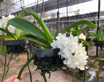 White Cloud Rhynchostylis Orchid – Near-Mature Botanical Orchid in Pot | Rare, Easy to Grow Tropical Orchid for Collectors
