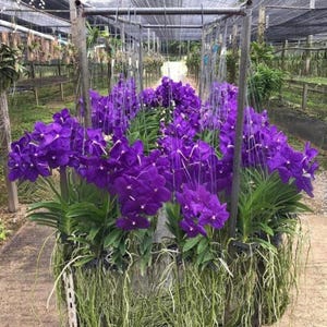 Puede incluir: Primer plano de un gran grupo de orquídeas moradas que crecen en un invernadero. Las orquídeas están en macetas y están dispuestas en filas. Las orquídeas están en flor y tienen muchas flores.