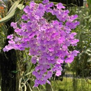 Pode incluir: Um cacho em cascata de flores de orquídea vibrantes em tons de lavanda e roxo, com pétalas delicadas e arredondadas e centros brancos. As flores estão densamente agrupadas em caules finos e ramificados, criando uma forma cheia e arredondada.