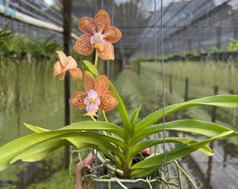 Rare Vanda Hybrid Orchid (Sam Poi × Tropical Cross) – Easy-Grow Thai Orchid, Sweetly Fragrant Blooms, Live Tropical Plant for Collectors