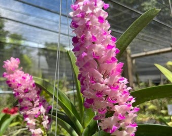 Angel Pink Vanda Orchid: Rare Thai Coelestis Hybrid