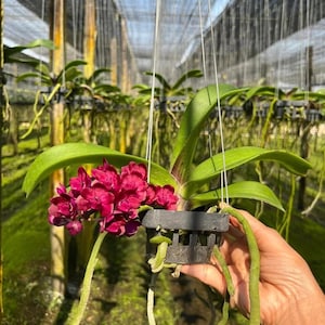 Könnte beinhalten: Eine leuchtend rote Orchideenpflanze mit langen grünen Blättern und Wurzeln, die in einem schwarzen Plastiktopf wachsen. Die Pflanze hängt an einer Schnur in einem Gewächshaus.