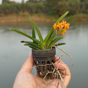 Miniatuur oranje orchideezaailing, Ascocentrum miniatum, compacte plant afbeelding 8