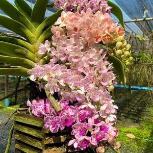 Puede incluir: Una vibrante planta de orquídea con racimos en cascada de flores rosas y moradas. Las flores tienen patrones moteados y están suspendidas en una cesta de madera. Grandes hojas verdes sirven de telón de fondo a las coloridas flores.