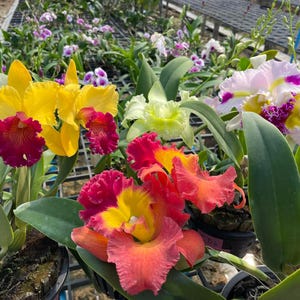 以下が含まれることがあります： 満開のランの鮮やかな展示。花は、鮮やかな黄色、深い赤、ソフトピンクなど、さまざまな色を示しています。緑の葉が豊かな背景を提供します。ランは鉢植えで、温室に配置されています。
