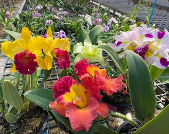 Hybride jonge Cattleya-orchideeën: 1-inch potzaailingen, kleurenvariëteiten voor verzamelaars