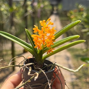 Miniatuur oranje orchideezaailing, Ascocentrum miniatum, compacte plant afbeelding 2