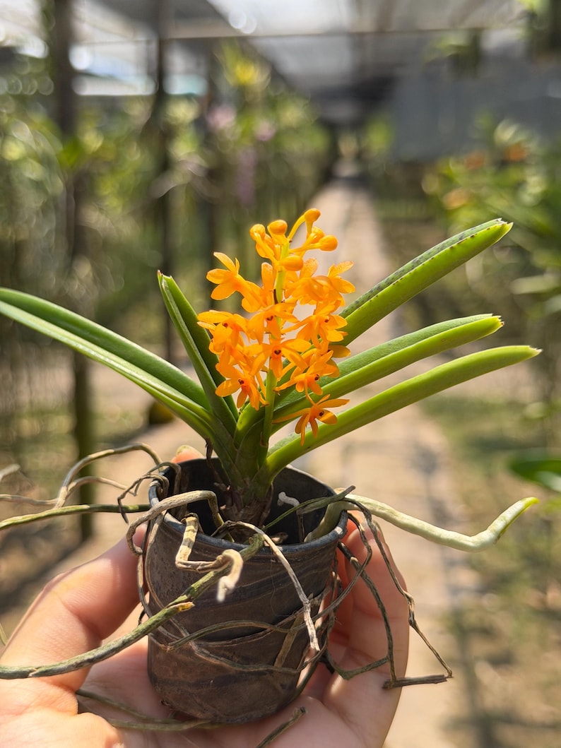 Miniatuur oranje orchideezaailing, Ascocentrum miniatum, compacte plant afbeelding 2
