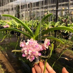 May include: A cluster of light pink orchids with dark pink centers, blooming in a black hanging pot. The orchid has long, green leaves and green stems. The background shows a greenhouse setting with other plants.