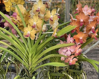 Fragrant Vanda Orchid Seedling – Rare Hybrid – Mixed Colors