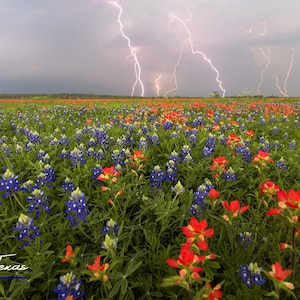 Texas Wildflowers and Spring Storm - Bluebonnets & Indian Paintbrushes - Hill Country Wall Art - Unframed Photo Print - Unique Gift