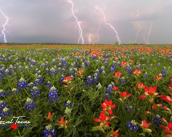 Texas Wildflowers and Spring Storm - Bluebonnets & Indian Paintbrushes - Hill Country Wall Art - Unframed Photo Print - Unique Gift