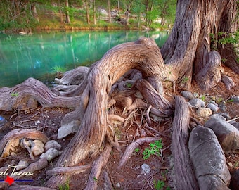 Cypress Tree on The Blanco River in Wimberley, TX - Texas Hill Country Wall Art - Nature Photo Print - Water Landscape - Rural Photography