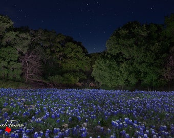 Bluebonnets Under The Stars - Texas Wildflowers - Hill Country Wall Art - Unframed Photo Print - Unique Gift - Nature Photo