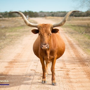 Texas Roadblock - Unframed Photo Print - Longhorn Cow - Texas Wall Art - Rural Landscape