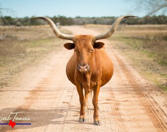 Texas Roadblock - Unframed Photo Print - Longhorn Cow - Texas Wall Art - Rural Landscape