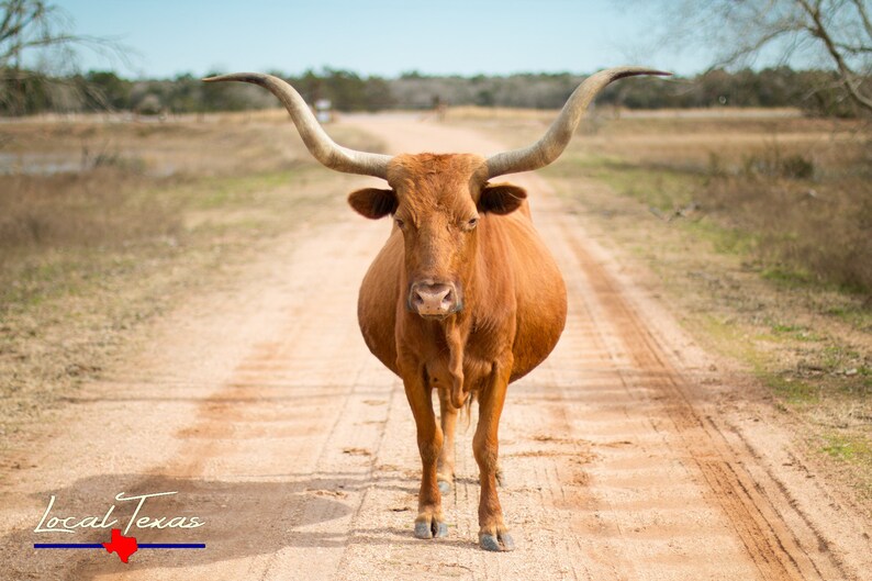 Pode incluir: Um boi Longhorn marrom est&aacute; em p&eacute; em uma estrada de terra, de frente para a c&acirc;mera. Seus grandes chifres se curvam para cima. A imagem &eacute; ambientada em uma paisagem rural, com as palavras "Local Texas" no canto inferior esquerdo.