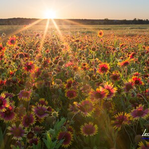 Gaillardia Sunset - Texas Wildflowers - Nature Photo - Rural Landscape - Texas Hill Country Wall Art - Unframed Photo Print - Unique Gift bild 1