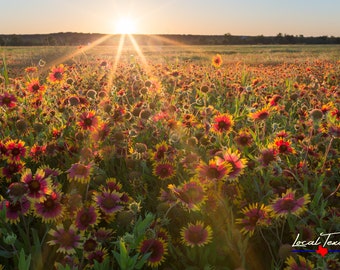 Gaillardia Sunset - Texas Wildflowers - Nature Photo - Rural Landscape - Texas Hill Country Wall Art - Unframed Photo Print - Unique Gift