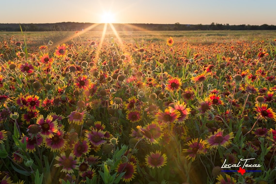 Gaillardia Sunset - Texas Wildflowers - Nature Photo - Rural Landscape - Texas Hill Country Wall Art - Unframed Photo Print - Unique Gift