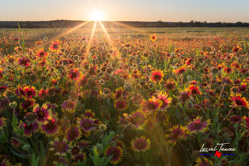 Gaillardia Sunset - Texas Wildflowers - Nature Photo - Rural Landscape - Texas Hill Country Wall Art - Unframed Photo Print - Unique Gift bild 1