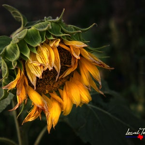Sunflower Decor - Flower Wall Art - Unframed Print - Floral Decoration - Nature Photo - Farmhouse - Kitchen - Bath - Unique Gift