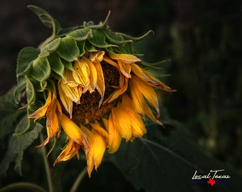 Sunflower Decor - Flower Wall Art - Unframed Print - Floral Decoration - Nature Photo - Farmhouse - Kitchen - Bath - Unique Gift