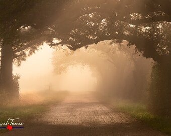 Country Road in Foggy Morning Light Unframed Photo Print - Rural Texas - Tree Tunnel - Light Rays - Texas Wall Art - Unique Gift