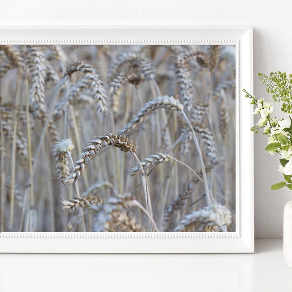 Wheat in a Field - Digital Download Printable Wall Art - Photography Home Decor