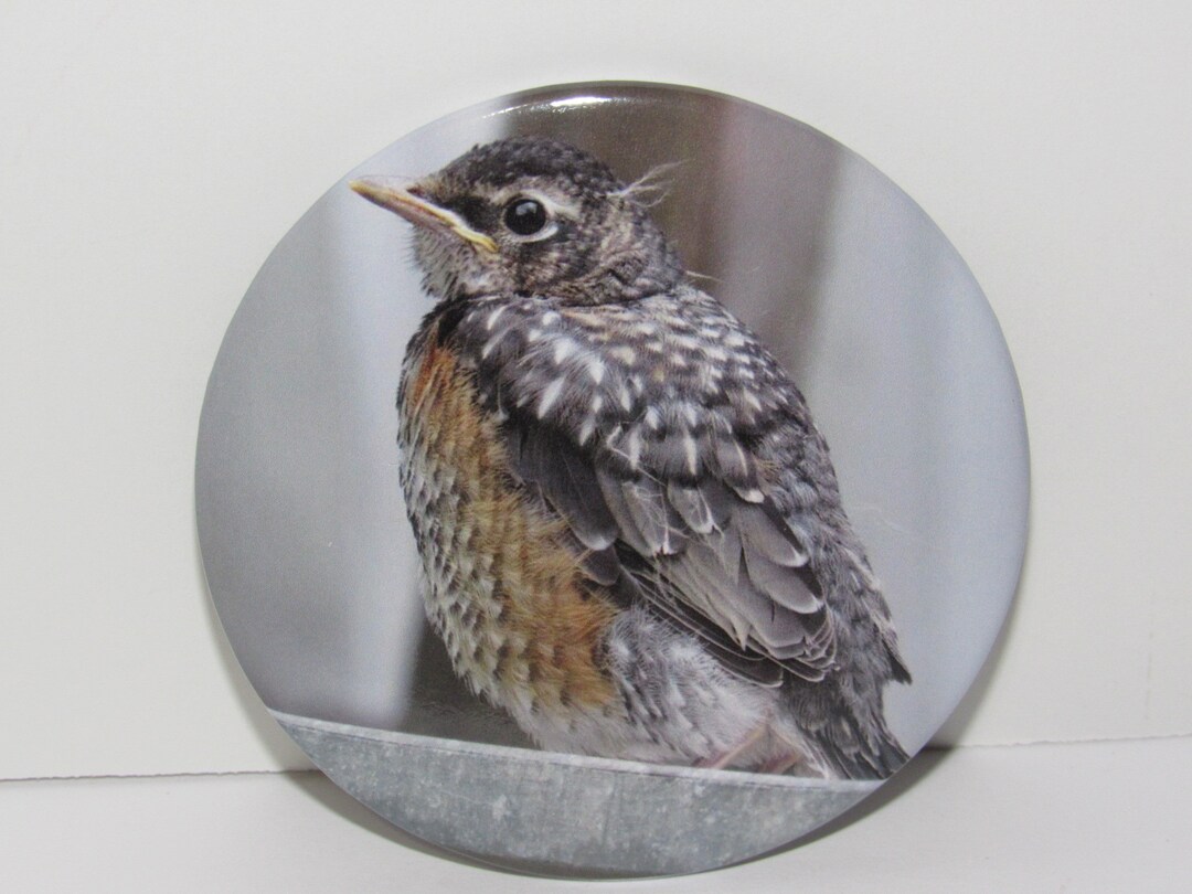 Robin Magnet Rural Wildlife Backyard 3