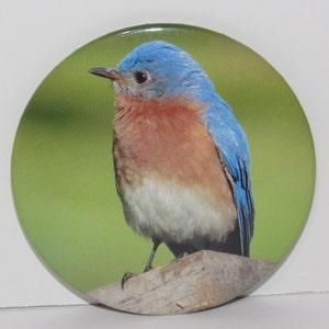 May include: A bluebird with a blue head and back, a reddish-brown breast, and a white belly is perched on a wooden branch. The bird is facing to the left and has its wings folded. The background is a blurry green.