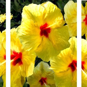 Yellow Hibiscus, a triptych print image 2
