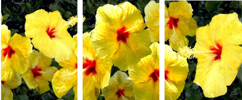 Yellow Hibiscus, a triptych print image 2