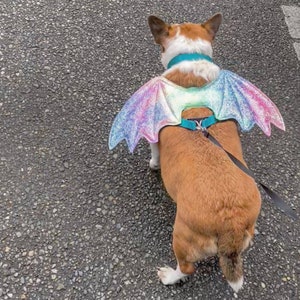 May include: A brown and white dog wearing a teal collar and a rainbow iridescent bat wing costume. The dog is on a leash and is looking away from the camera.